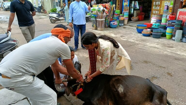 कलेक्टर के निर्देश पर सड़क पर घूमने वाले आवारा मवेशियों के विरुद्ध अभियान तेज, मालिकों से जुर्माना वसूलने के निर्देश, मवेशियों को लगाए गए रेडियम बेल्ट